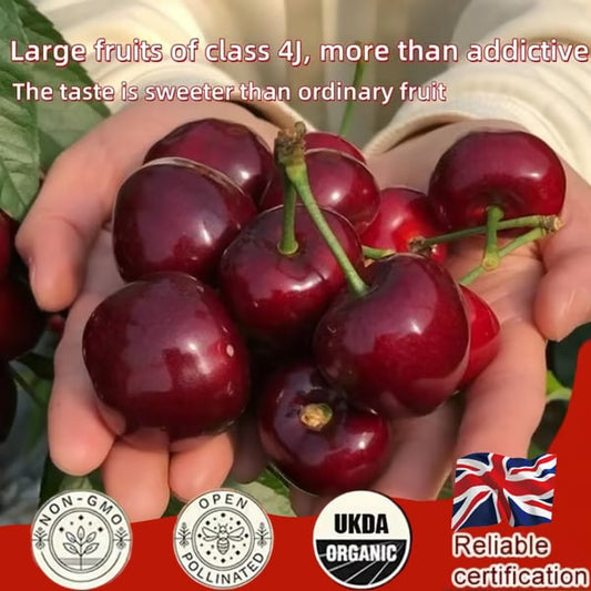🌳LIMITED-TIME BUY 1 GET 1 FREE🍒Cherry Seeds—Ideal for Gardens & Containers